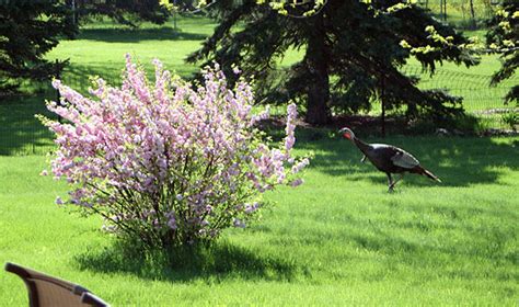 Late winter or early spring, before growth begins: flowering almond problem - The Gardener