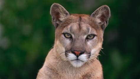 Cougar Sighting Police Ask Public For Help In Belwood Lake Area Kitchener Waterloo Cbc News