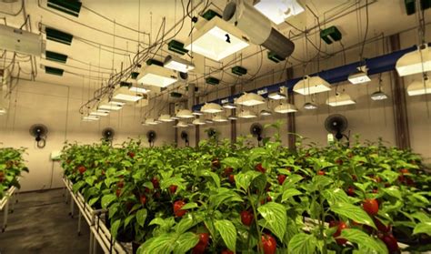 Wholesale growers direct grow light plant nutrients hydroponics soil/media climate control seed garden supplies pest control harvest & storage Sunlight Supply Launches VR Indoor Gardening Experience