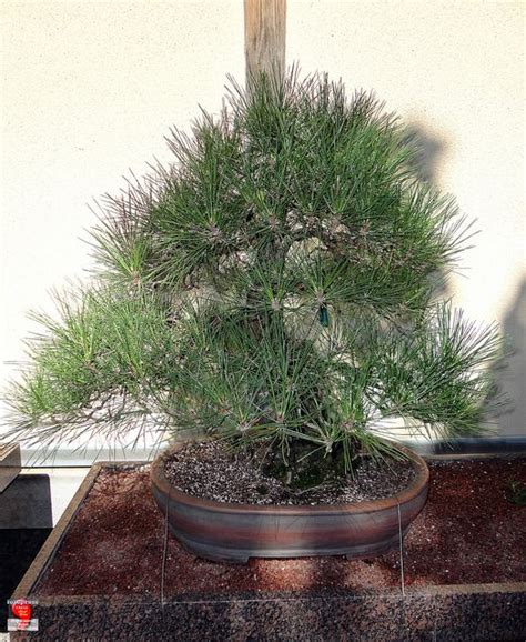 Reviews, opening times, drive directions, photos, contacts etc. Bonsaï & Penjing - Japanese black pine - Pinus thunbergii ...