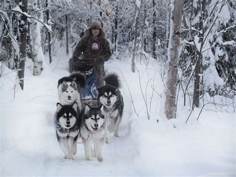 The people's name derives from inupiaq malimiut. Alaskan Malamute - Silvermoon Kennel