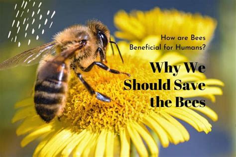 Why Its Critical To Save The Bees To Save The Earth