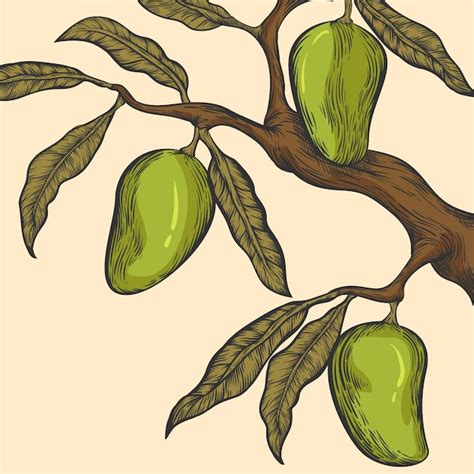 Free Vector Hand Drawn Botanical Mango Tree Branch