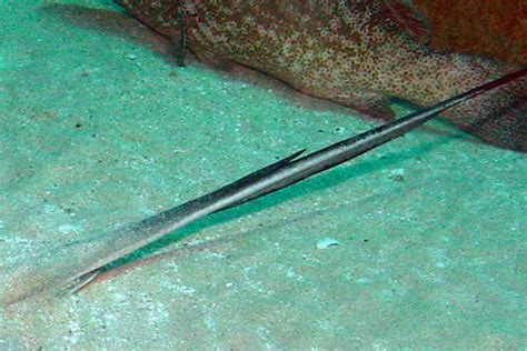 Stingray Barb Pictures