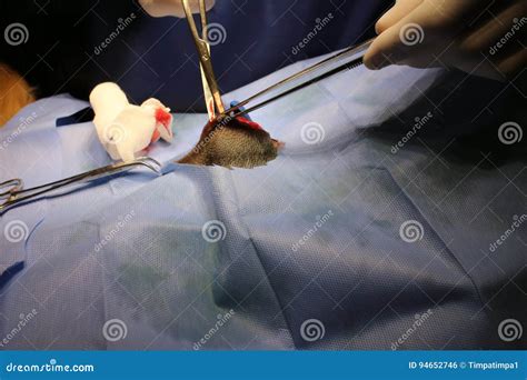 Operating Wound Umbilical Hernia By Dog Stock Photo Image Of