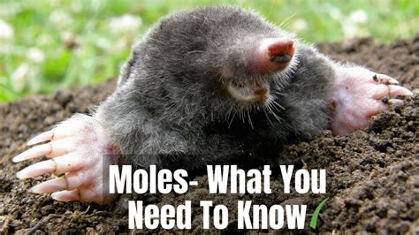 Moles What You Need To Know Youtube