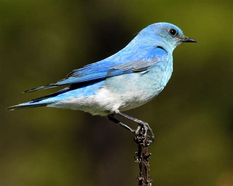 Mountain Bluebird Today In Central Colorado First Time Seeing One R