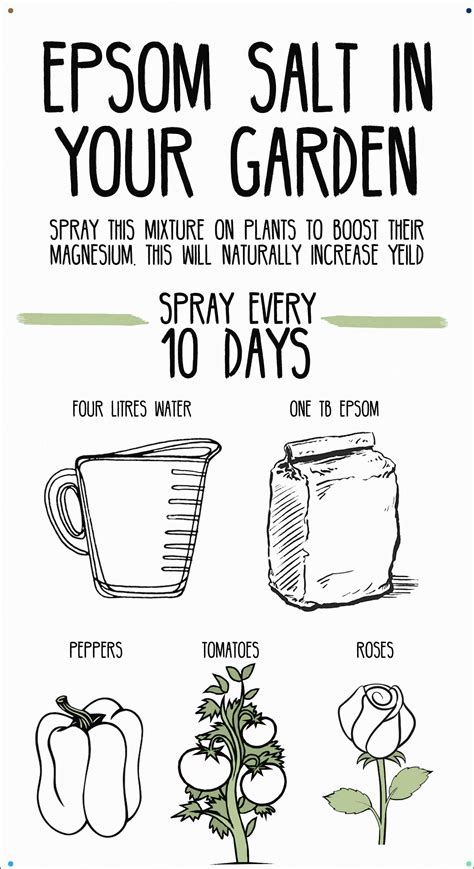 Spraying Epsom Salt On Plants Boosts Magnesium Supply To Plants And