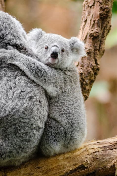 Grey Koala · Free Stock Photo