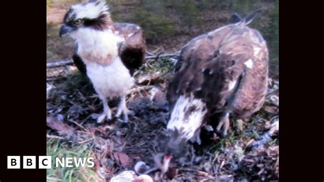Uks First Osprey Chick Of 2016 Hatches At Loch Garten Bbc News