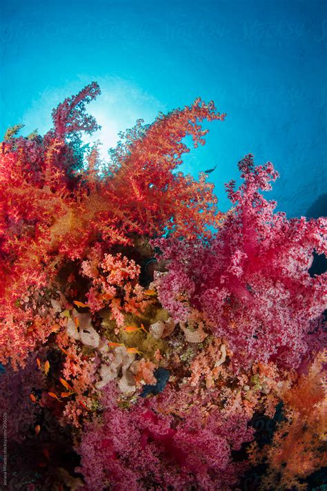 Underwater Soft Sea Corals Del Colaborador De Stocksy Jovana Milanko
