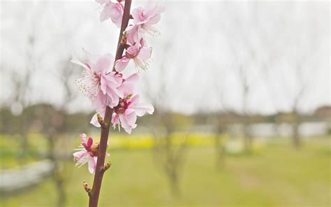 Download Wallpaper 3840x2400 Flower Blooming Branch Spring Blur