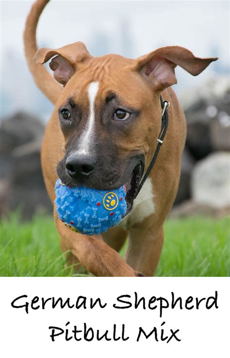 Maybe you would like to learn more about one of these? Your Complete German Shepherd Pitbull Mix Breed Guide