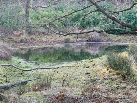 Pond In Forest © David Pashley Cc By Sa20 Geograph Britain And Ireland