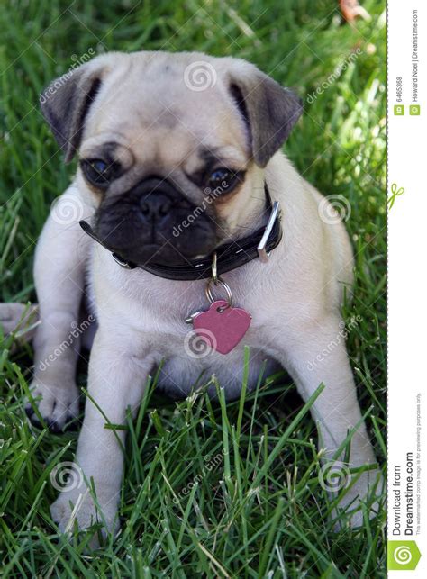 Pug Puppy Stock Photo Image Of Animal Puppy Carnivorous 6465368