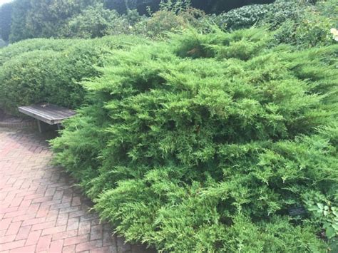 Creeping Juniper Groundcover Types Care And Propagation Dengarden