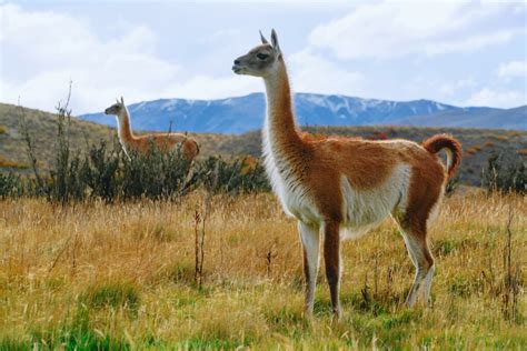 Vicuñas And Guanacos Decimated By Mange Outbreak