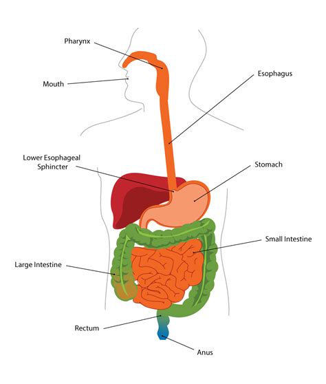 Digestive System Diagram And Functions