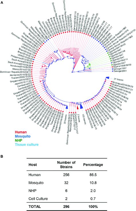 Phylogenetic Analysis Of Zika Virus Zikv Genomes By Host A