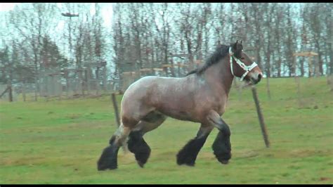 Today though, many people who buy a belgian draft are likely to want one for showing, or for draft horse. Belgian Draft Horses -national champion Mathador van de ...