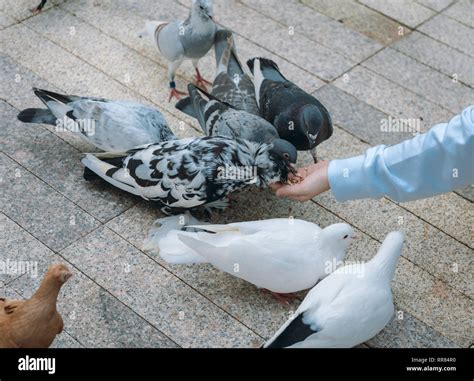 Pigeon Eating Feed Standing On Human Hand A Woman Feeds Pigeons Stock