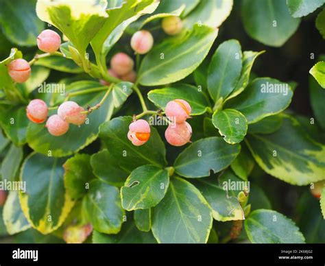 Fruits Of Euonymus Fortunei Emerald And Gold Fortunes Euonymus Stock
