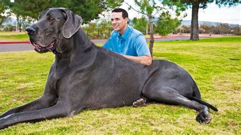 23 Top 10 Biggest Dog Breeds In The World L2sanpiero