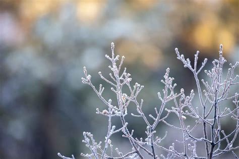 Free Stock Photo Of Icy Tree Branches Download Free Images And Free
