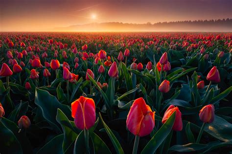 Endless Red Tulips With Ground Fog On A Beautiful Morning A Shot I Had