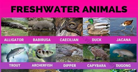 Freshwater Animals 60 Best Animals That Live In Freshwater Habitats