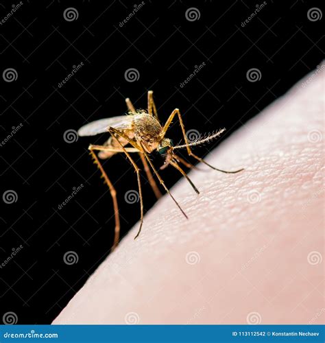 Yellow Fever Malaria Or Zika Virus Infected Mosquito Insect Bite
