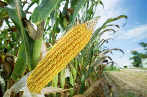 Close Up Of Shucked Field Corn In A Corn Field Ridgley Maryland