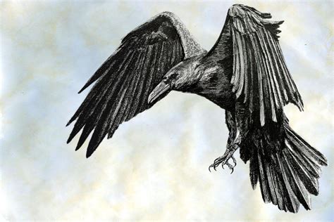 A Drawing Of A Bird Flying In The Sky