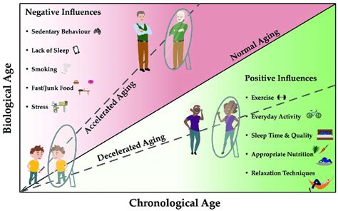 Biological Age Correlates With The Chronological Age Of A Person And Download Scientific