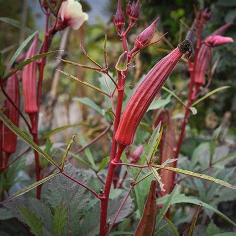 How To Grow Okra Baker Creek Heirloom Seeds