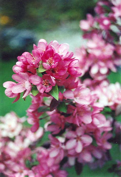 References this page was last edited on 1 september 2020, at 07:05 (utc). Indian Magic Flowering Crab (Malus 'Indian Magic') in ...