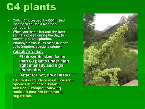 Ppt Photosynthesis Using Light To Make Food Powerpoint
