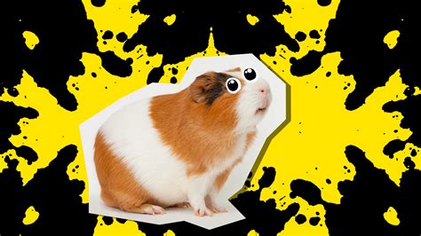 20 Best Guinea Pig Jokes And Puns