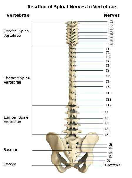 Back talk systems colorado skeletal system anatomical. 55 best images about spine anatomy study on Pinterest ...