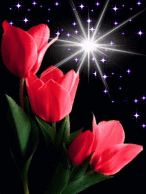 Cvećara neven's instagram profile post: star flashing skies flowers gif...