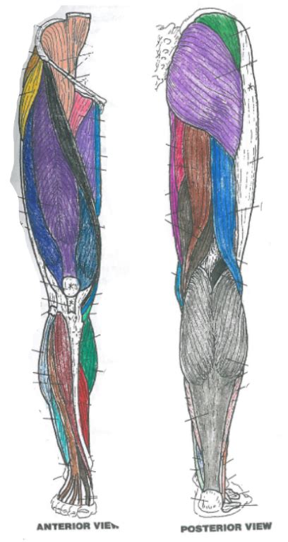 Leg Muscles Anterior Posterior Views Diagram Quizlet