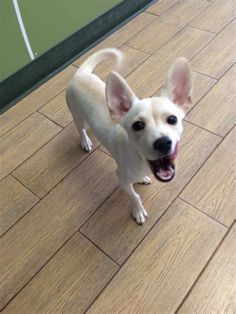 Check spelling or type a new query. Pin on Adopted ~ We have found our forever homes!