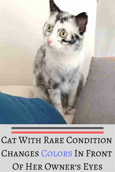 Cat With Rare Condition Changes Colors In Front Of Her Owners Eyes