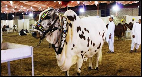 Cow Mandi 2015 Pictures Shehar E Karachi News Islam Recipe Article Sport Jobs