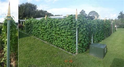 Fast Growing Vine For Privacy Trellis