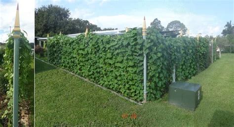 These 10 fast growing plants from bunnings will make you help decide which quick growing tree to plant around your fence line for privacy. Fast-growing vine for privacy trellis