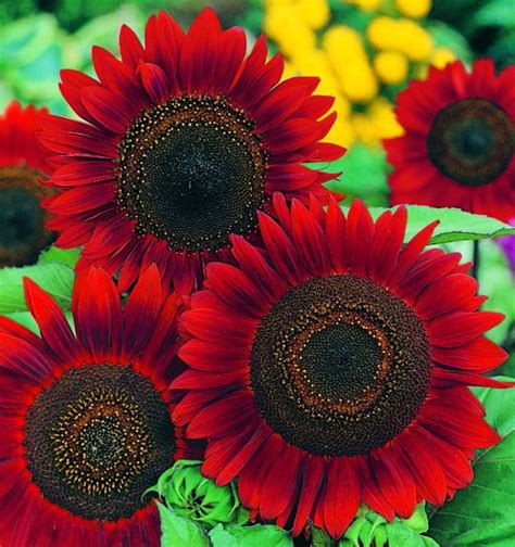 Helianthus Red Sun Red Sunflowers Annual Flowers Flower Seeds
