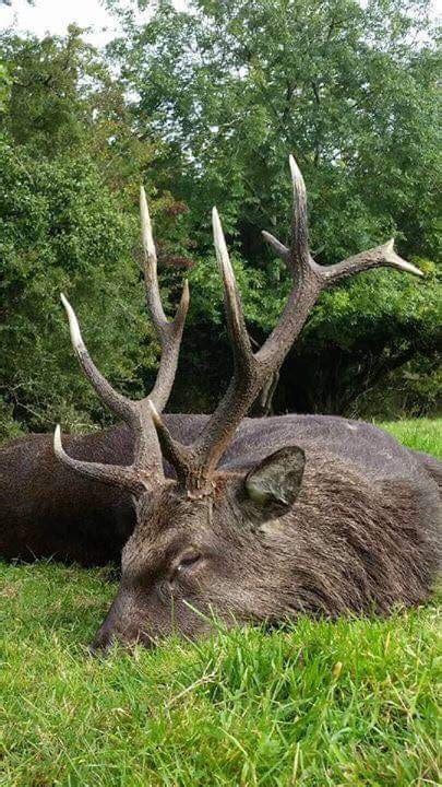 Sika Stag Ireland