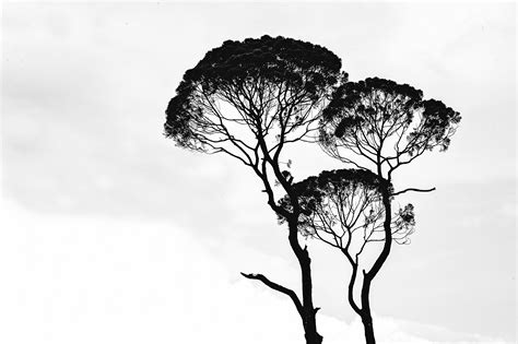 Free Images Art Black And White Branches Grayscale Monochrome