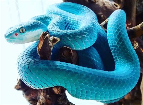 This Is The White Lipped Island Pit Viper The Blue Variety Is Rare